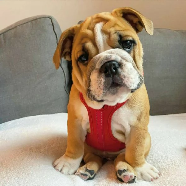 solo 7 settimane il mio adorabile cucciolo bulldog inglese è già vaccinato e sverminato, ed è già di