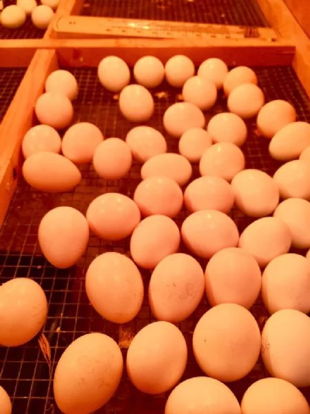 acquista uova di pappagallo amazzone