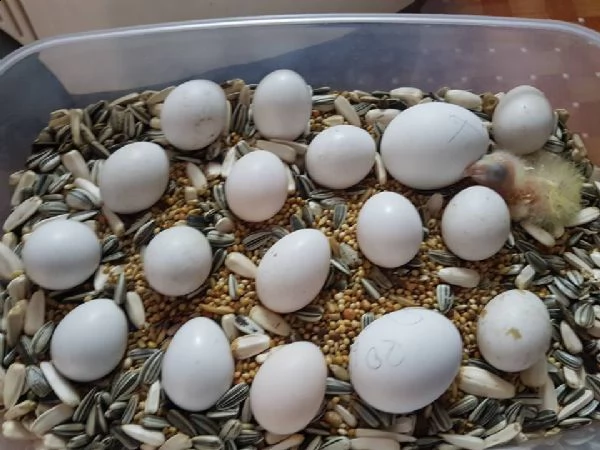 vendita di uova fertili di pappagallo cacatua. | Foto 0