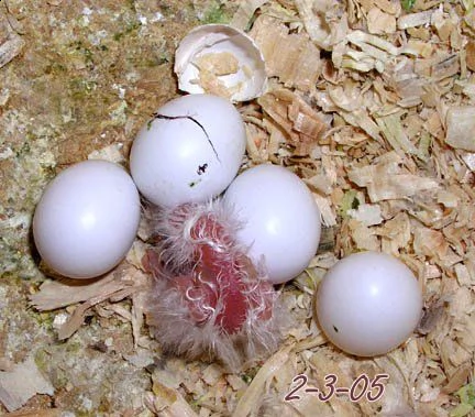 vendo uova fertili di pappagallo