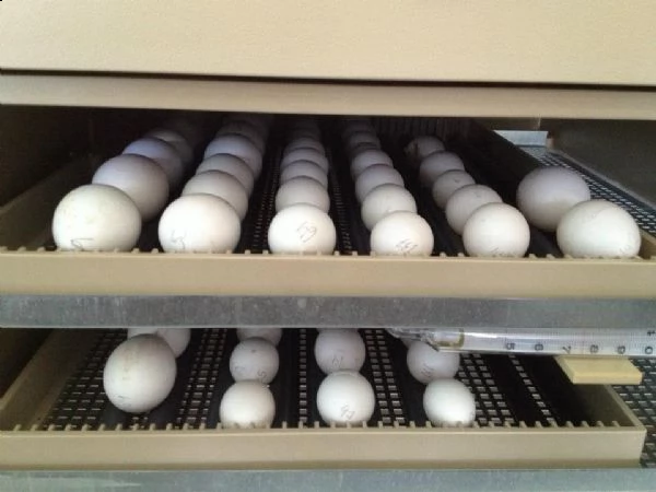 vendo uova fertili di pappagallo | Foto 1