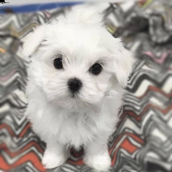 regalo maltese toy disponibile | Foto 0