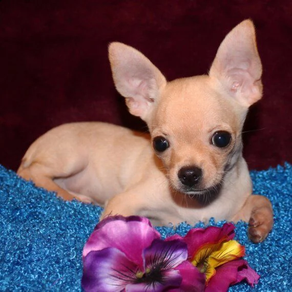 chihuahua cuccioli per l'adozione bellissima cucciolata cerca nuova famiglia, 4 maschi e 3 femmina, 