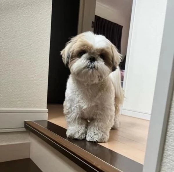 i cuccioli sono disponibili in loco ora