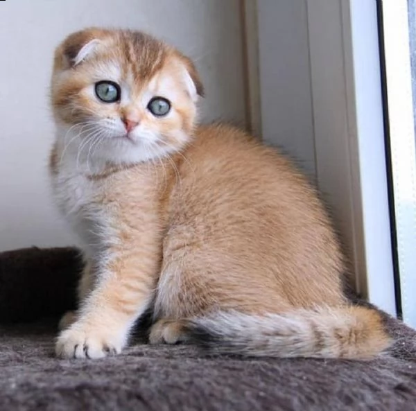 regalo gatto persiano meravigliosi ! 