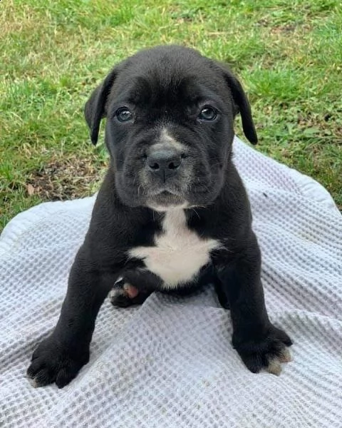cane corso  | Foto 0