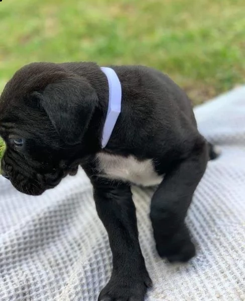 cane corso 