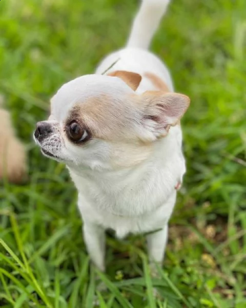 regalo bello chihuahua cuccioli maschi e femmine bello chihuahua , maschio e femmina, sverminato, co