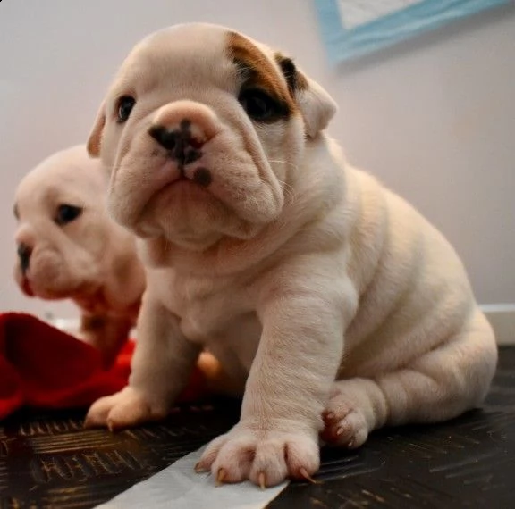 regalo bulldog inglese cuccioli disponibili..,,,