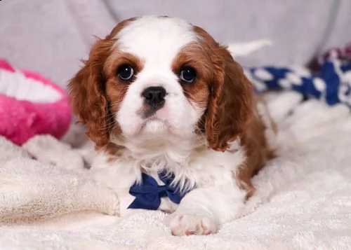 cuccioli di cavalier king  femminucce e maschietti per l'adozione gratuita