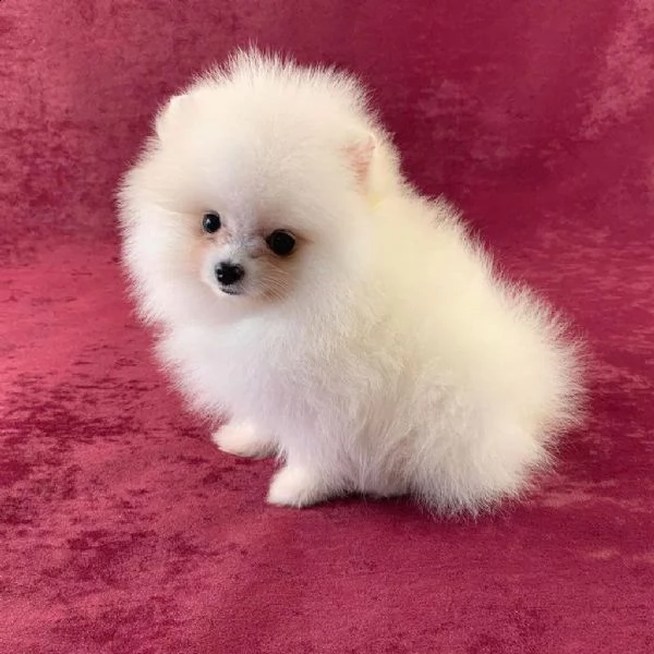 regalo  pomeranian toy dolce ✓✓✓✓✓ | Foto 0