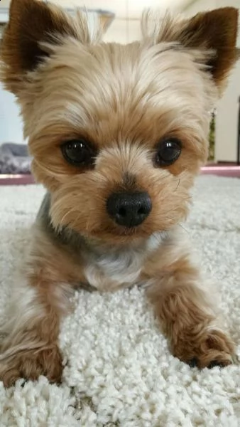 regalo yorkie cuccioli giocherelloni disponibili abbiamo i migliori cuccioli yorkie che si può mai p