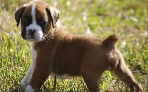 regalo cuccioli di boxer cuccioli di boxer rossi maschietti e femminucce . i cuccioli vengono ceduti