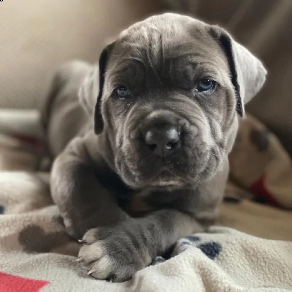 lo offro come regalo o per adozione | Foto 0