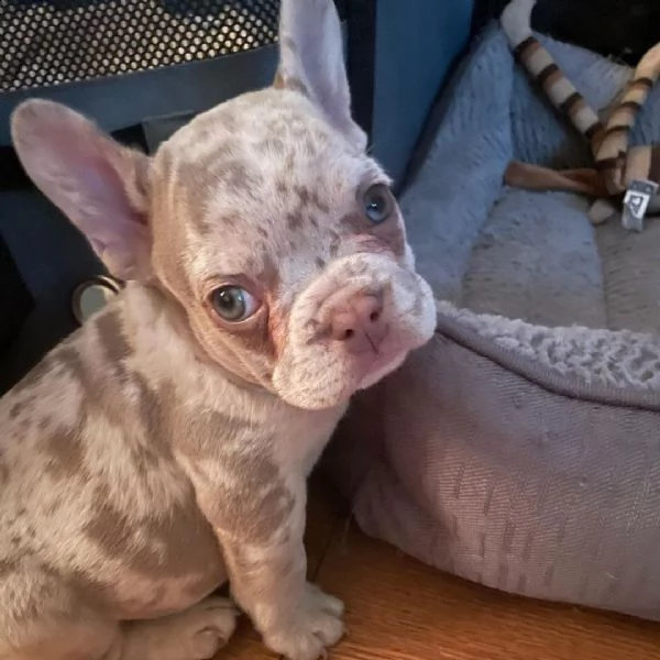 bloodhound  | Foto 0