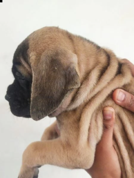 bullmastiff  | Foto 0