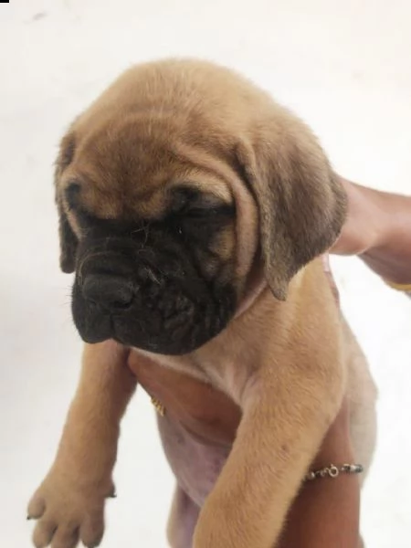 bullmastiff 