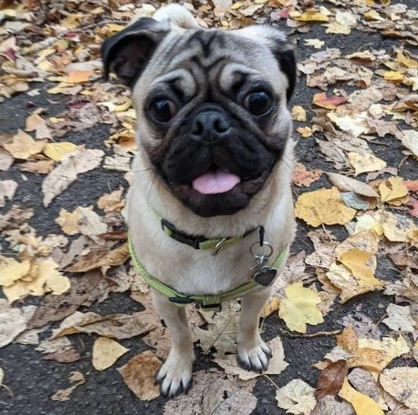 regalo cuccioli di carlino bellissimi cuccioli disponibili, carattere adorabile ,sono docili ed affe