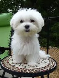 maltezer puppies te koop!