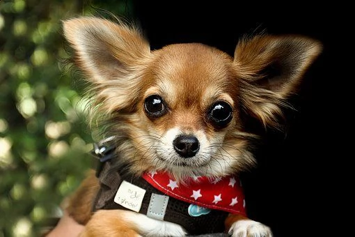 kruising chihuahua
