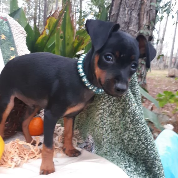 regalo  cuccioli pinscher