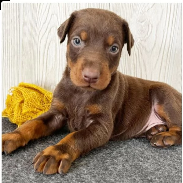 regalo adorabili cuccioli dobermann femminucce e maschietti disponibili,,...