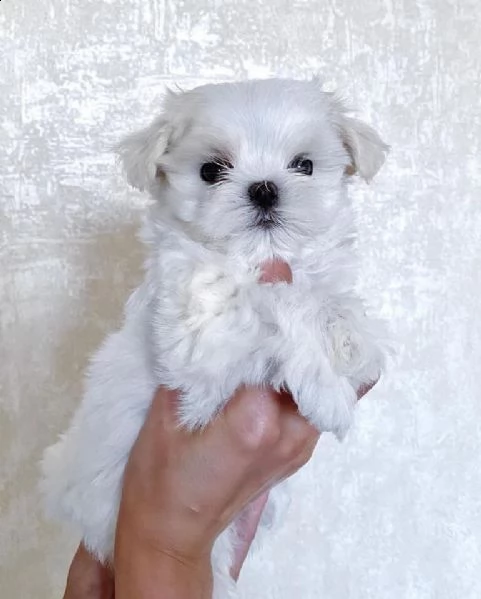 maltese cuccioli  | Foto 1