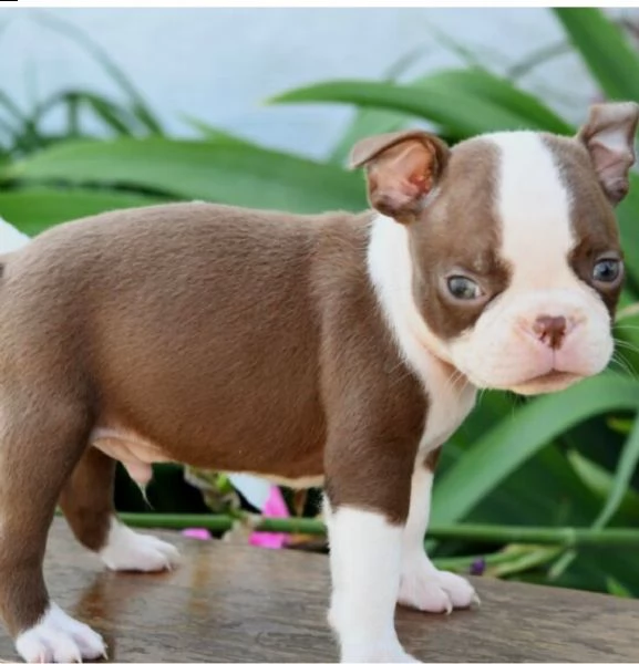 regalo adorabili cuccioli boston terrier femminucce e maschietti gratuita
