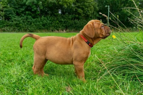 regalo cuccioli di dogue de bordeaux 