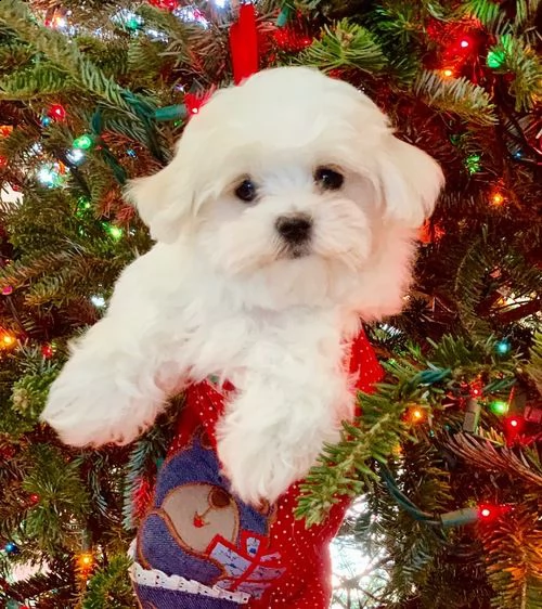 adorabili cuccioli maltese  femminucce e maschietti disponibili 