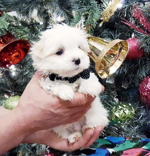 regalo adorabili cuccioli mini maltese  femminucce e maschietti  gratuita 