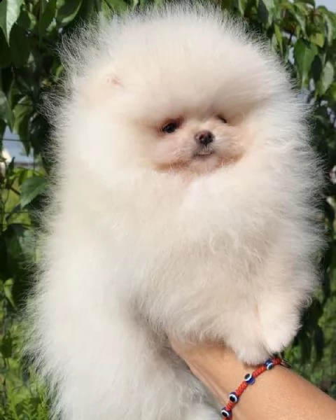 adorabili cuccioli di pomerania (+393509706299)