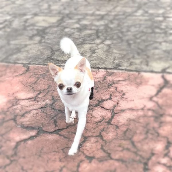 regalo bello chihuahua cuccioli maschi e femmine bello chihuahua , maschio e femmina, sverminato, co