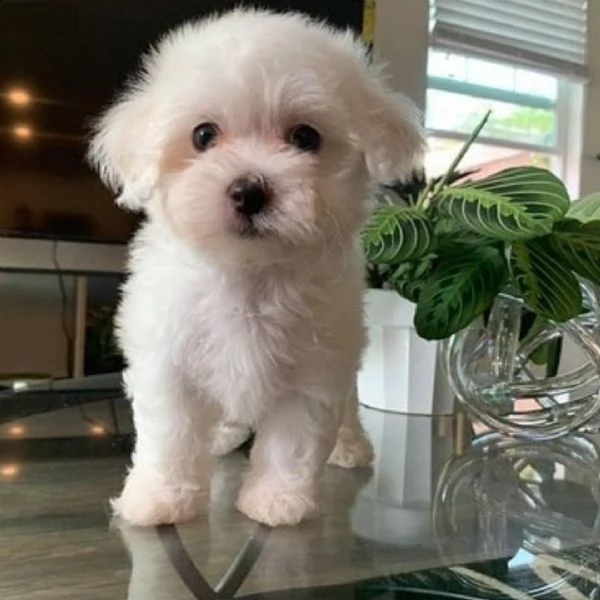 giocosi cuccioli maltesi per l'adozione(+393509706299)