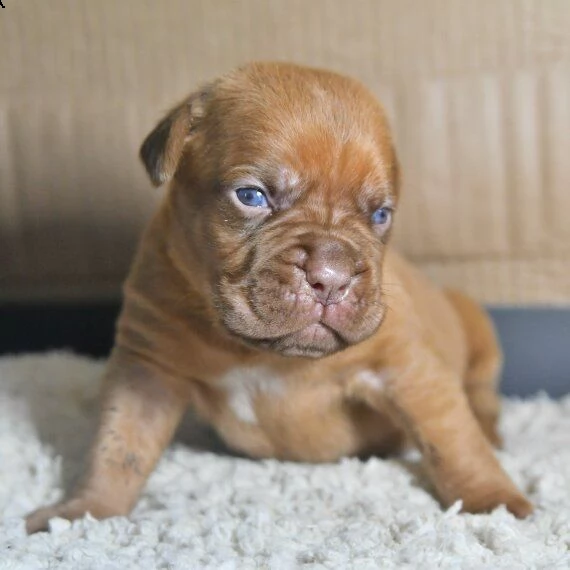regalo cuccioli di dogue de bordeaux