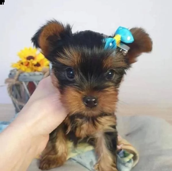 regalo yorkshire cuccioli meravigliosi ! 