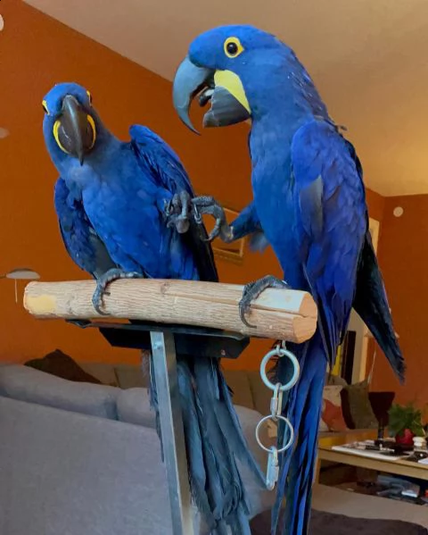 pappagalli ara giacinto in vendita