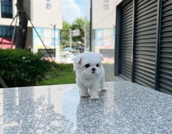 regalo  maltese mini toy | Foto 0
