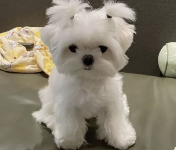 regalo maltese toy ,,,,,  | Foto 0
