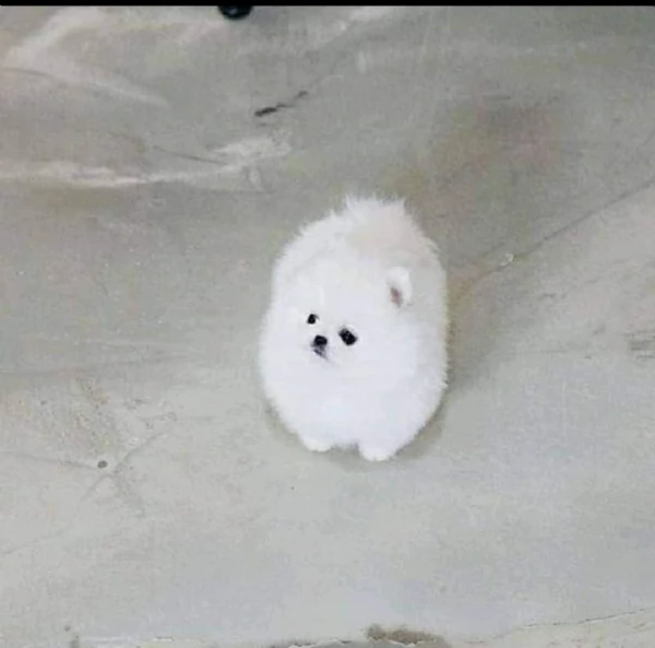 regalo barboncino toy ,,,, 