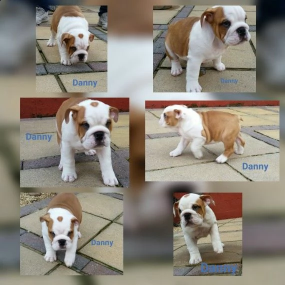 regalo bulldog inglese cuccioli disponibili,...