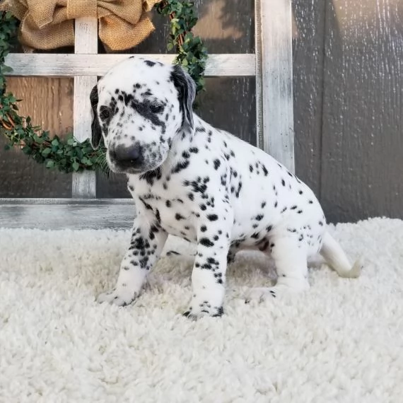 regalo abbiamo cuccioli di dalmata,.,.,