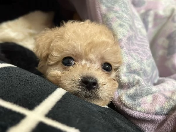  regalo regalo cuccioli di maltipoo da privato.