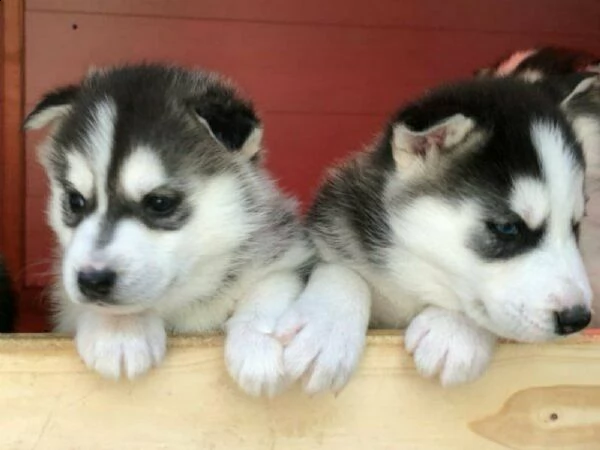 cuccioli di husky siberiano di razza pura