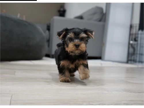 molto piccoli cuccioli di yorkie da tè ora disponibili