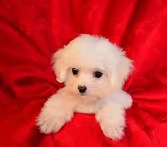 maltezer puppies te koop!