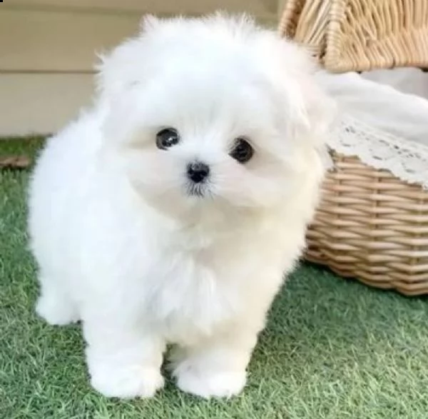disponibili adorabili cuccioli di maltese