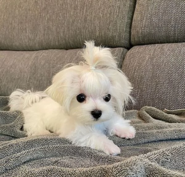 disponibili adorabili cuccioli di maltese | Foto 0