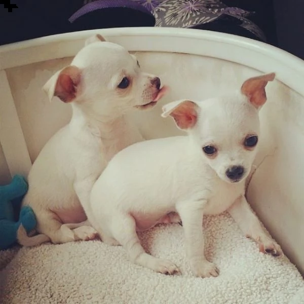 disponibili simpatici cuccioli di chihuahua