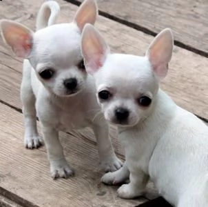 disponibili simpatici cuccioli di chihuahua | Foto 0